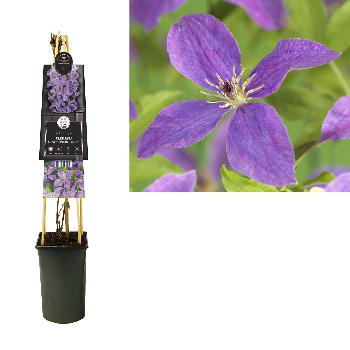 Clematis So Many Lavender Flowers 75cm 17cm Pot