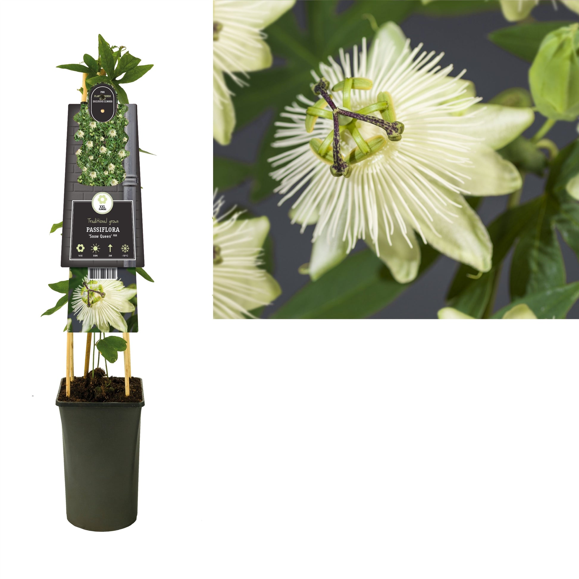 Passiflora Snow Queen 75cm 17cm Pot