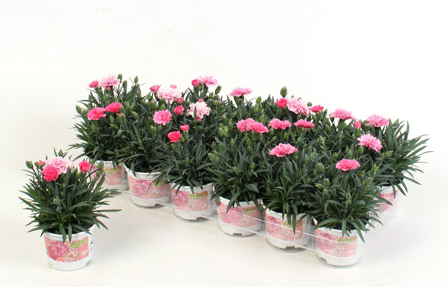Dianthus I Love U 15cm 9cm Pot