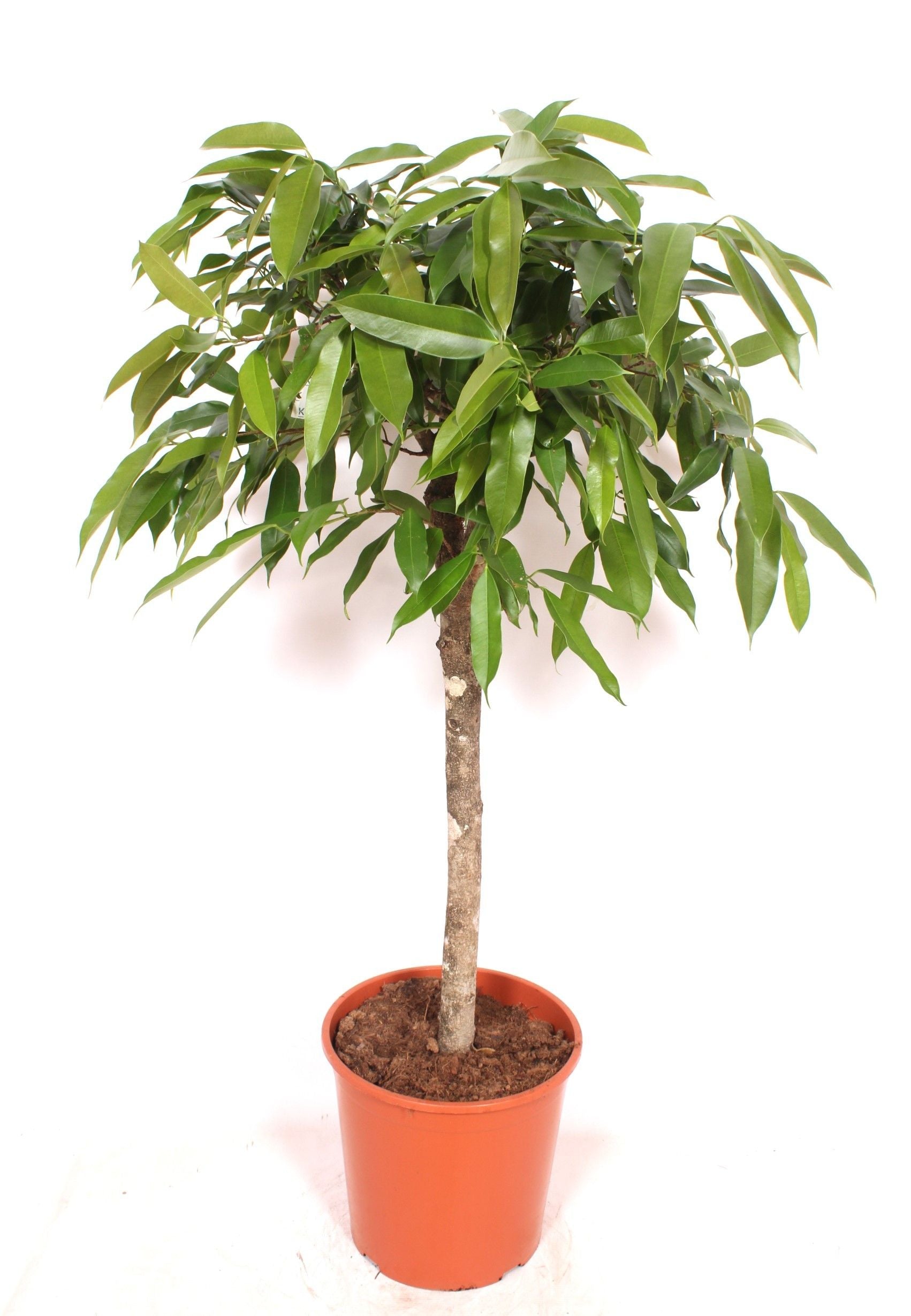 Ficus Amstel King standard 140cm 30cm Pot