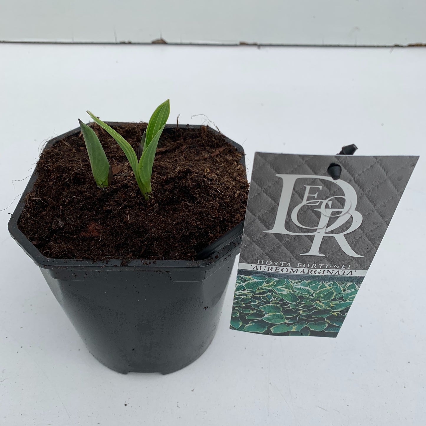 Hosta for. Aureomarginata 30cm 17cm Pot