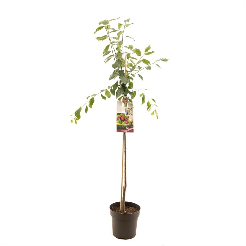 Prunus domestica Victoria 230cm 27cm Pot