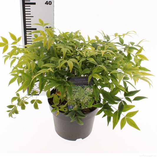 Nandina domestica 50cm 19cm Pot