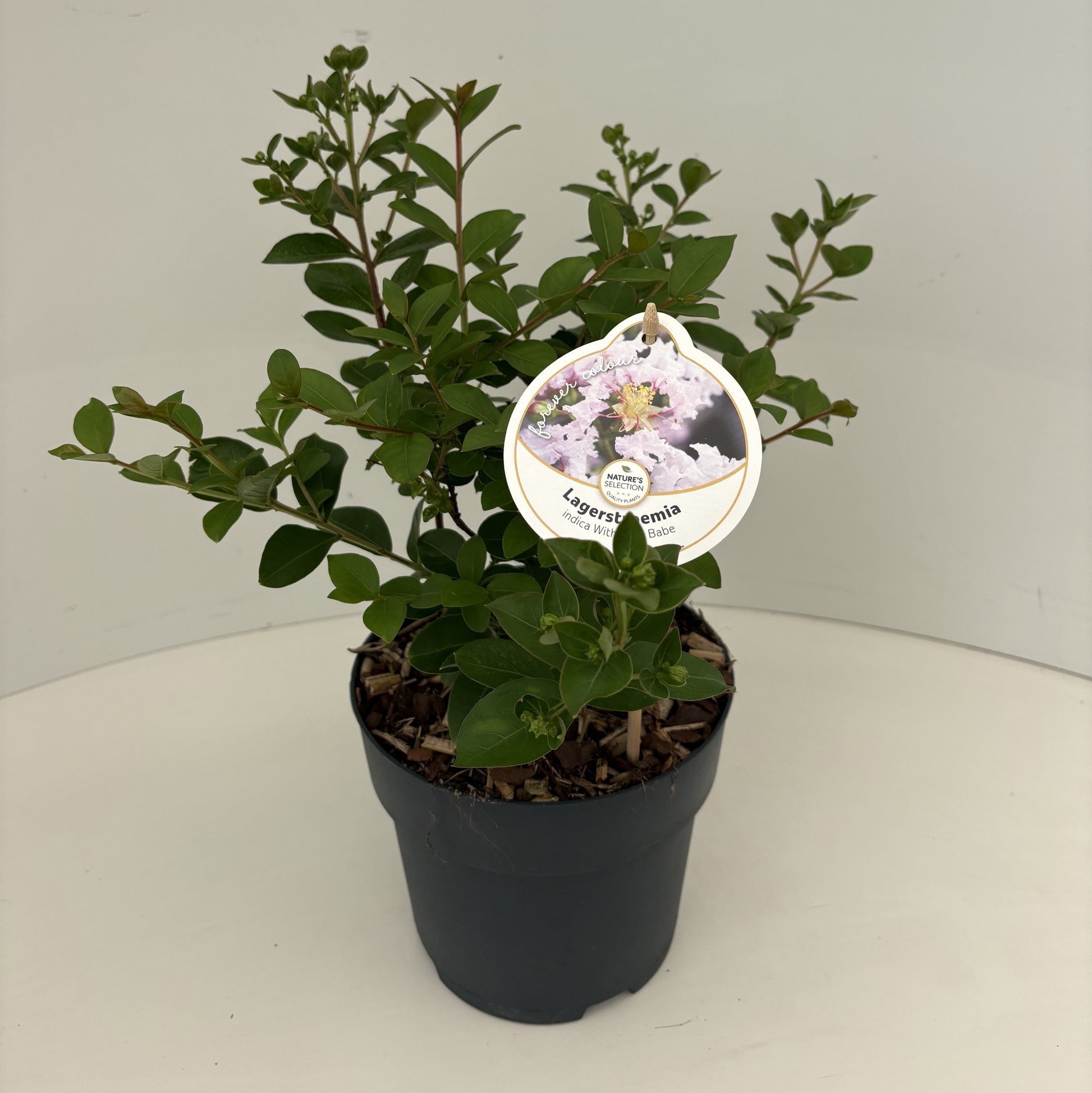 Lagerstroemia indica 35cm 17cm Pot