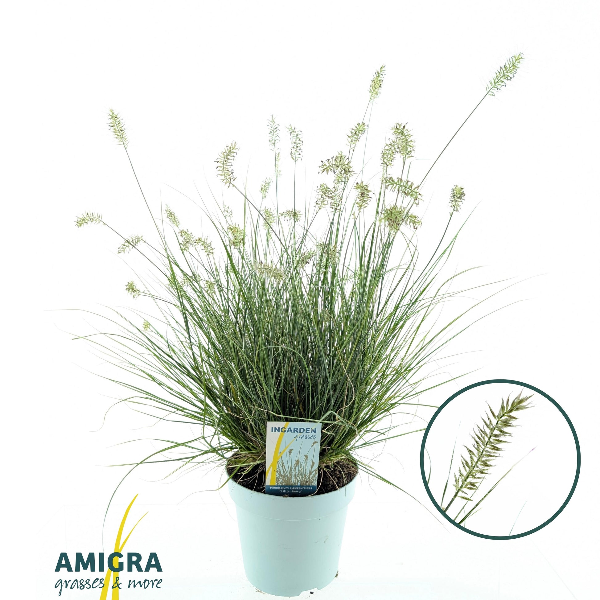Pennisetum Little Honey 50cm 17cm Pot
