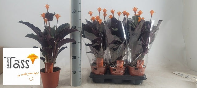 Tass BV, Kwekerij Calathea crocata Pack of 6