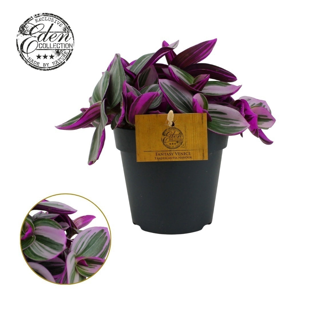 Tradescantia Nanouk 20cm 12cm Pot