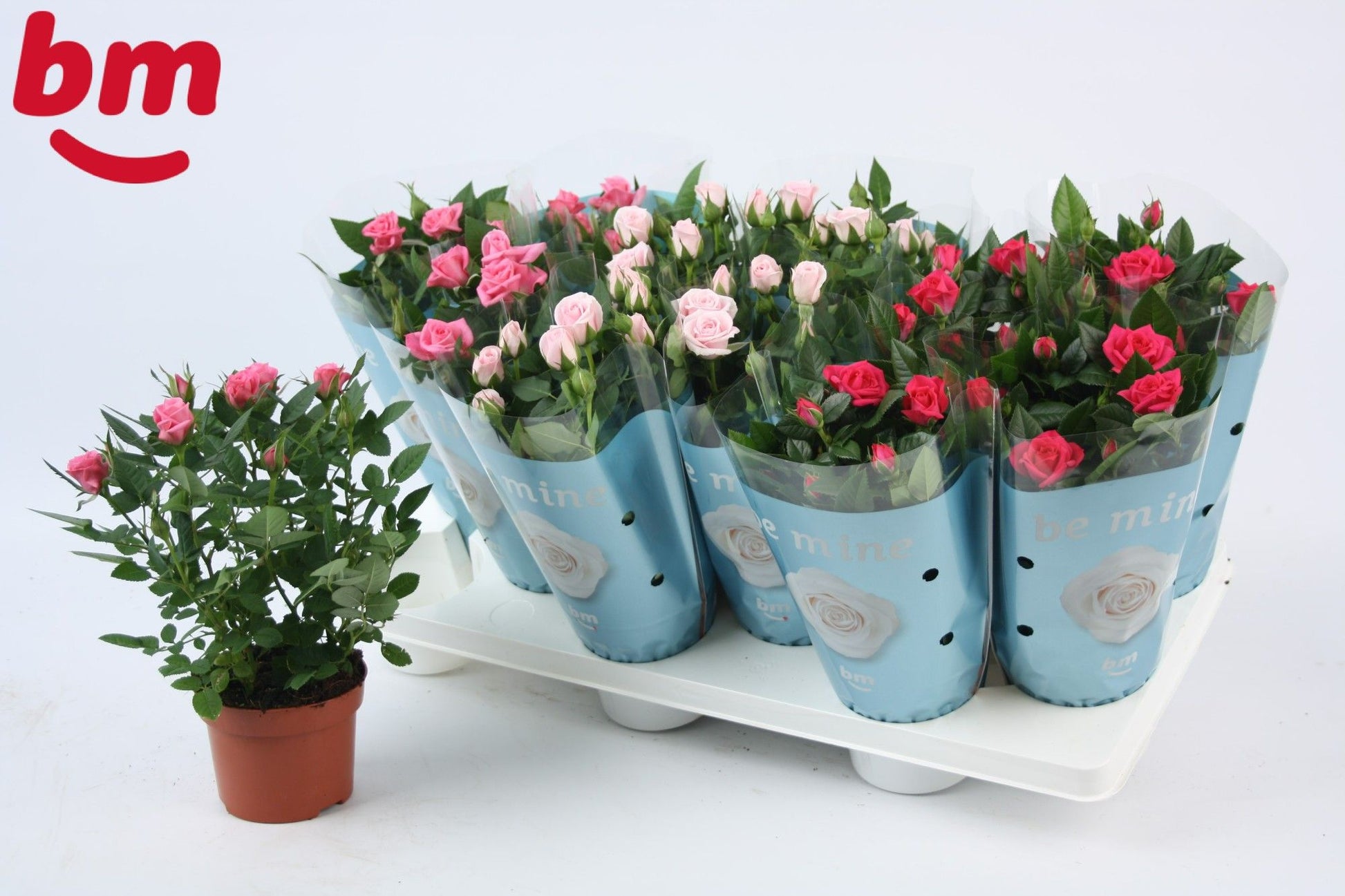 Rosa Beau Monde season mix 27cm 510cm Pot