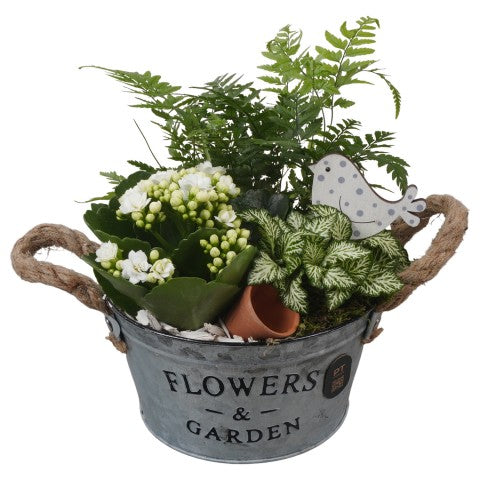 PTIB5327 Arrangementen kamerplanten 20cm 16cm Pot