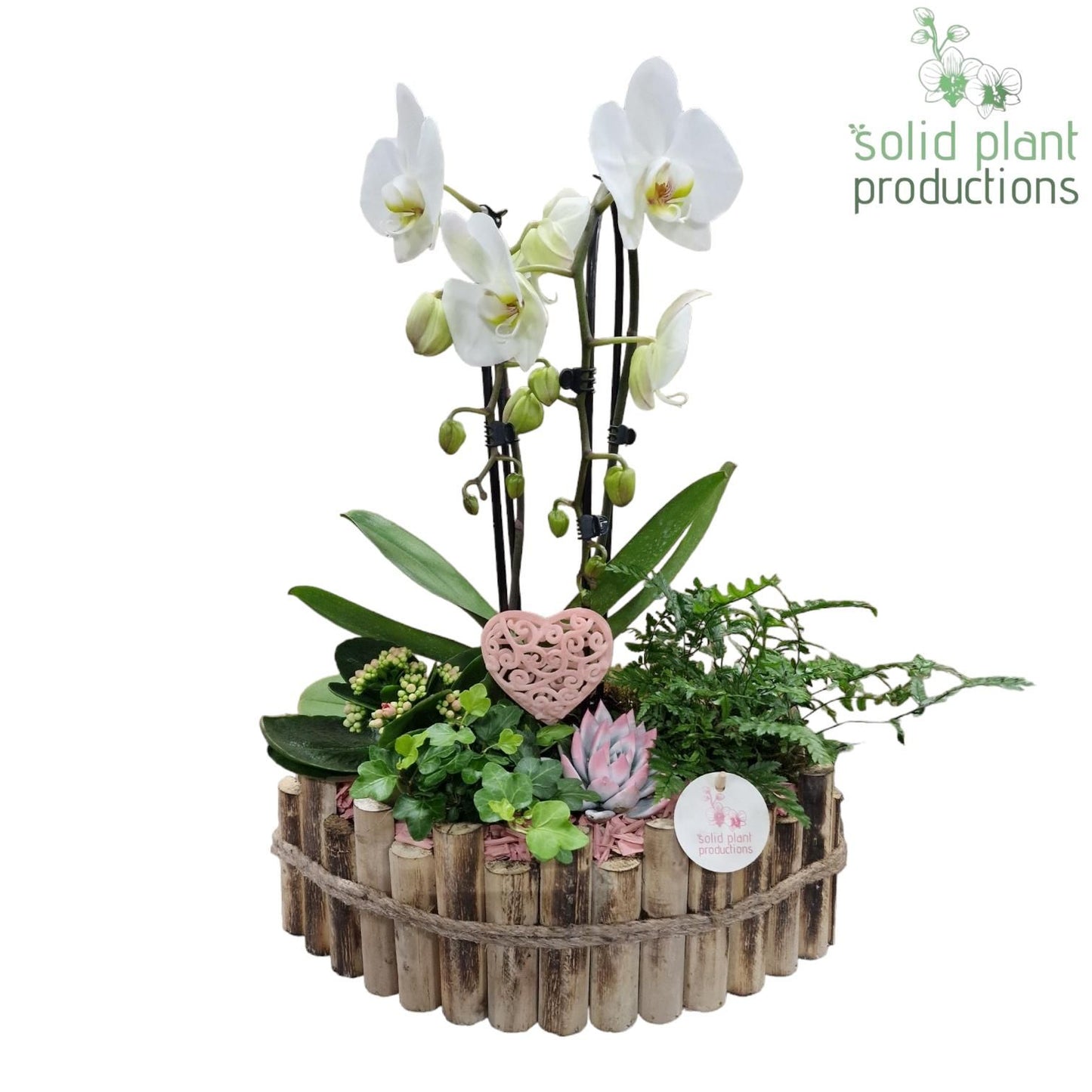 arr. Kamerplanten HVCA006PINK 55cm 35cm Pot