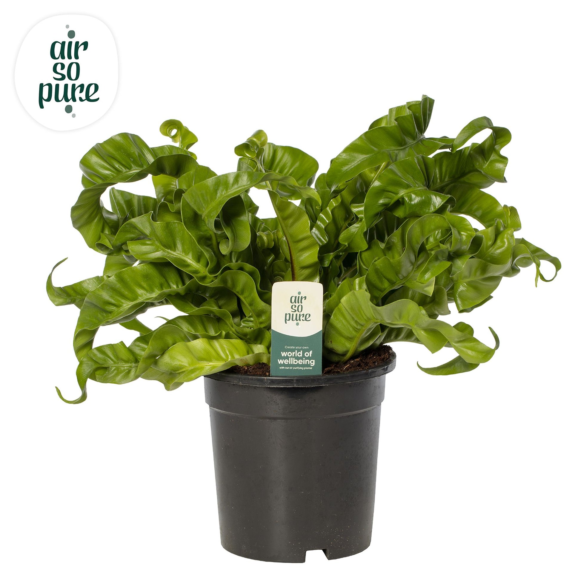 Asplenium Hurricane 40cm 17cm Pot