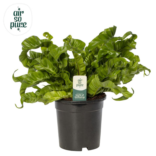 Asplenium Hurricane 40cm 17cm Pot