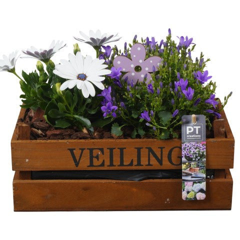 PTPP7004 Arrangementen Perkplanten 20cm 28cm Pot