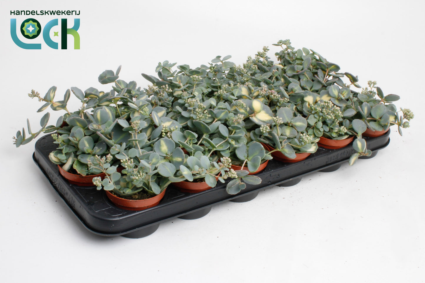 Sedum sieboldii (O) 15cm Special Pot (508)