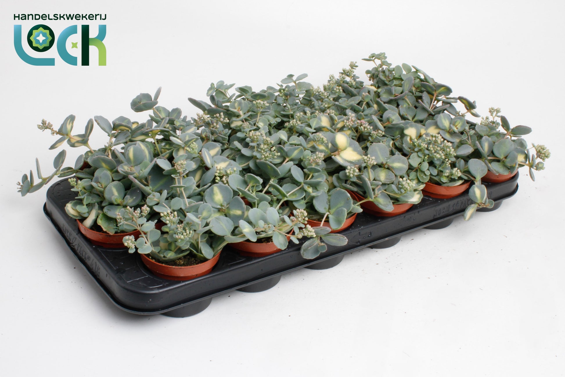 Sedum sieboldii (O) 15cm Special Pot (508)