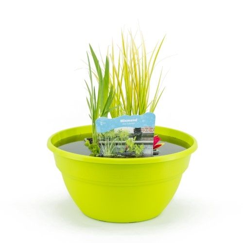 Mazus reptans 50cm 40cm Pot