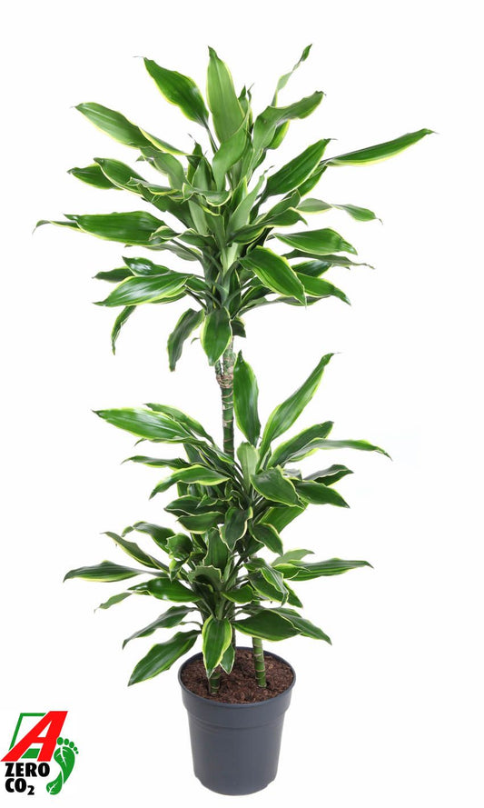 Dracaena fragrans Golden Coast 60-30-15 110cm 21cm Pot