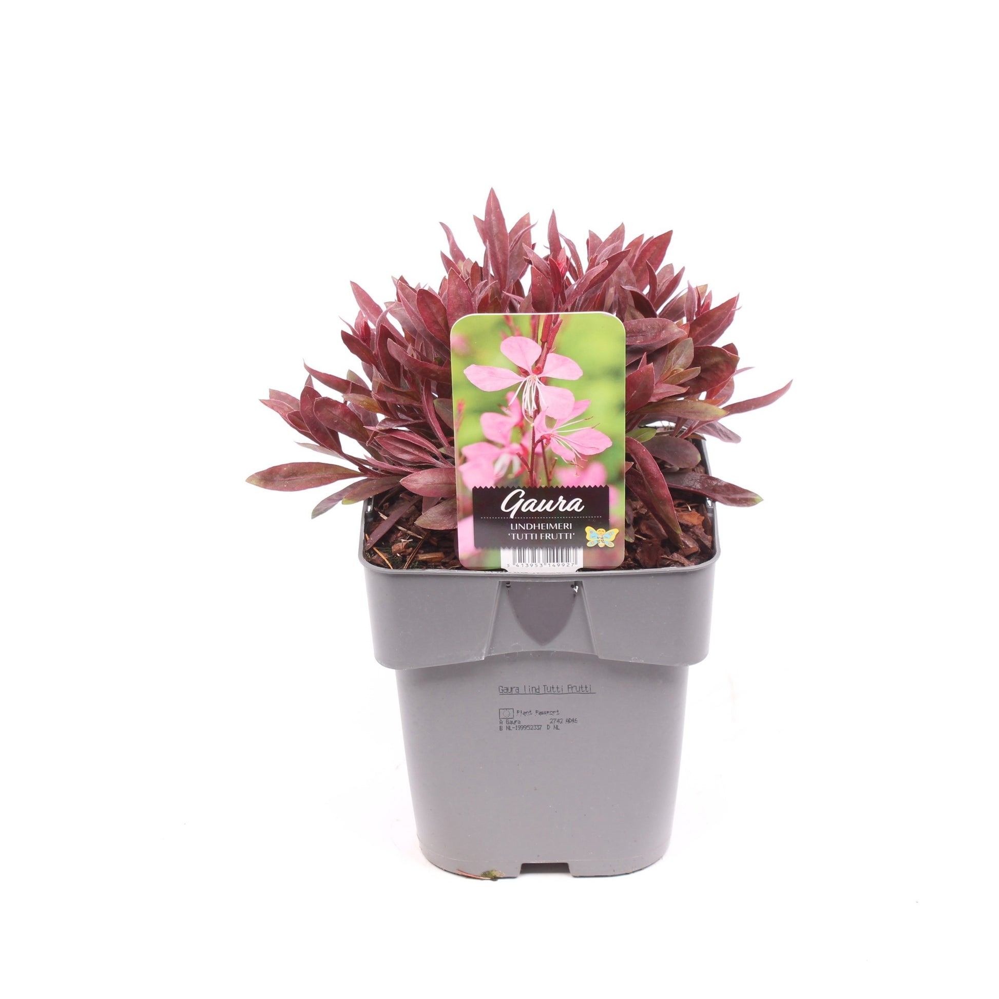 Gaura lindheimeri 35cm 17cm Pot