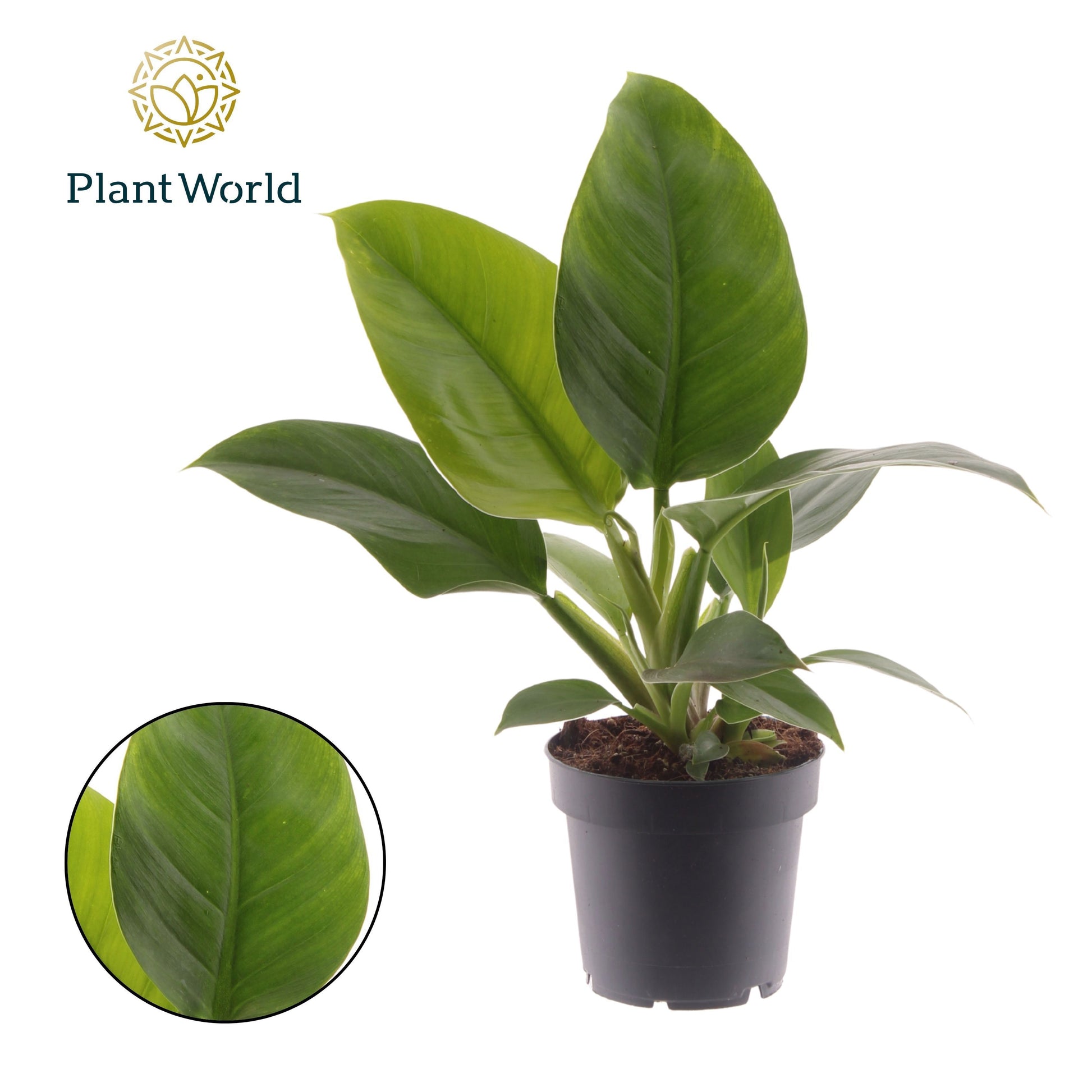Philodendron Imperial Green 40cm 12cm Pot