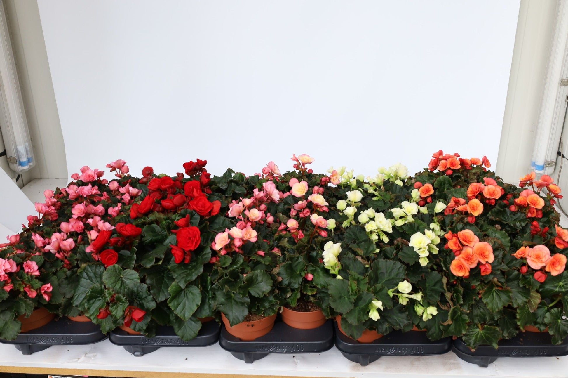 Begonia el. Glory mix outdoor 20cm 13cm Pot