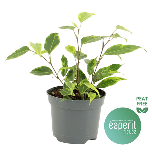 Ficus benj. Regidan 20cm Special Pot (508)