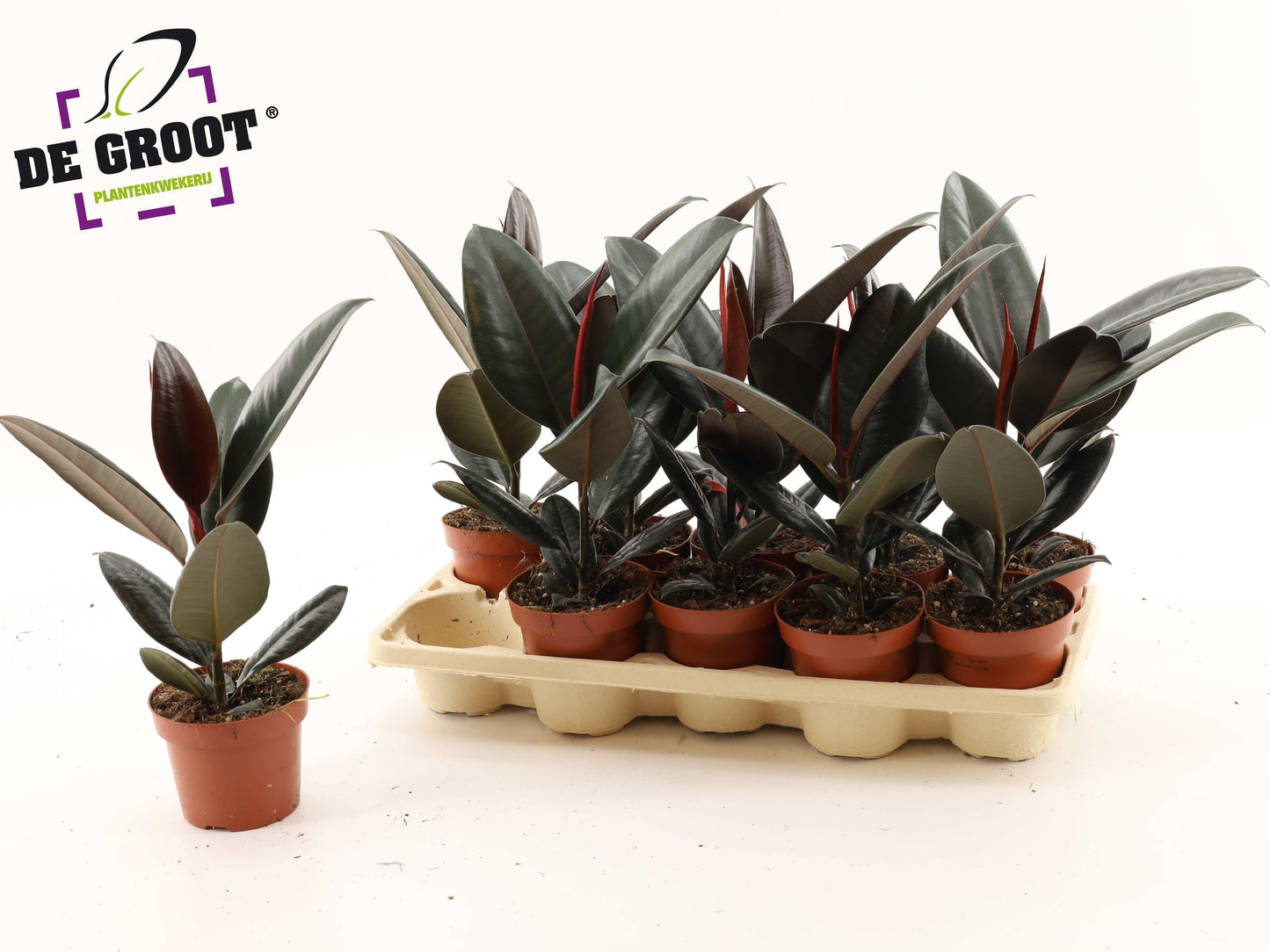 Ficus Abidjan 40cm 12cm Pot