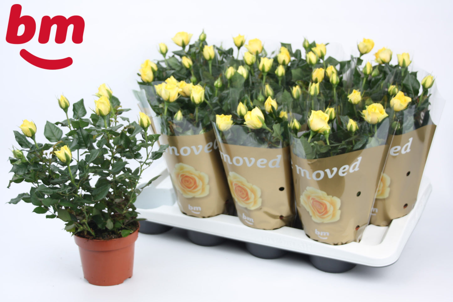 Rosa Beau Monde yellow 28cm 12cm Pot