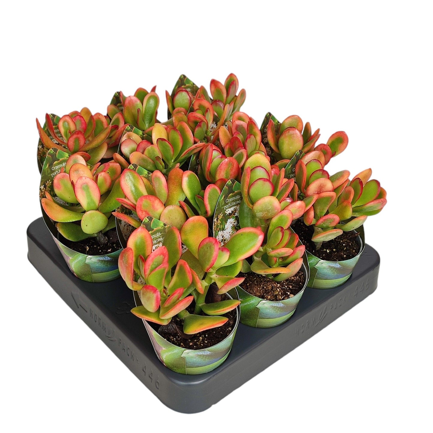 Crassula ovata 8cm 506cm Pot