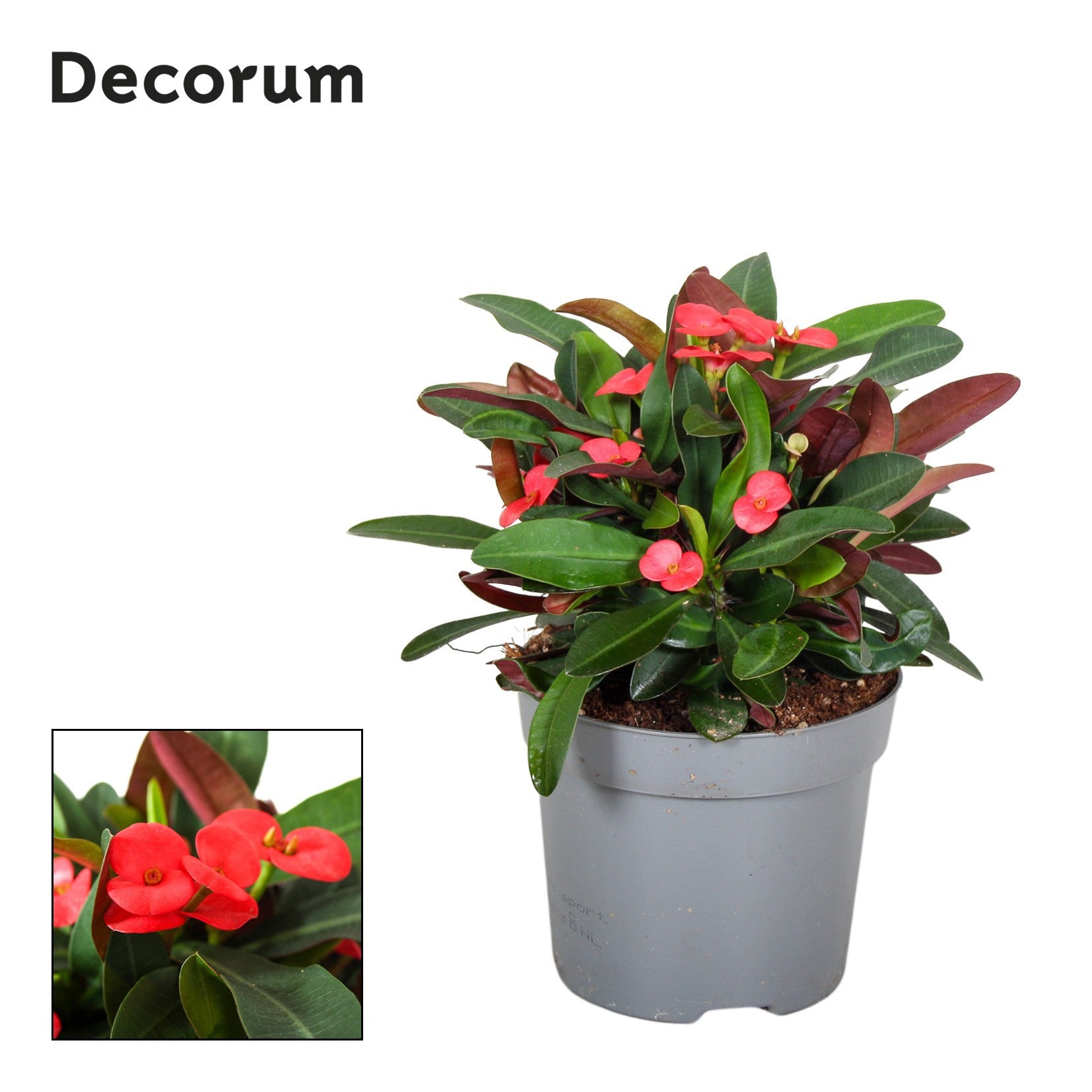 Euphorbia milii Maxi Olympia 15cm 13cm Pot