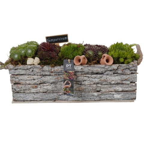 PTS7436 Arrangementen Sempervivum 21cm 39cm Pot