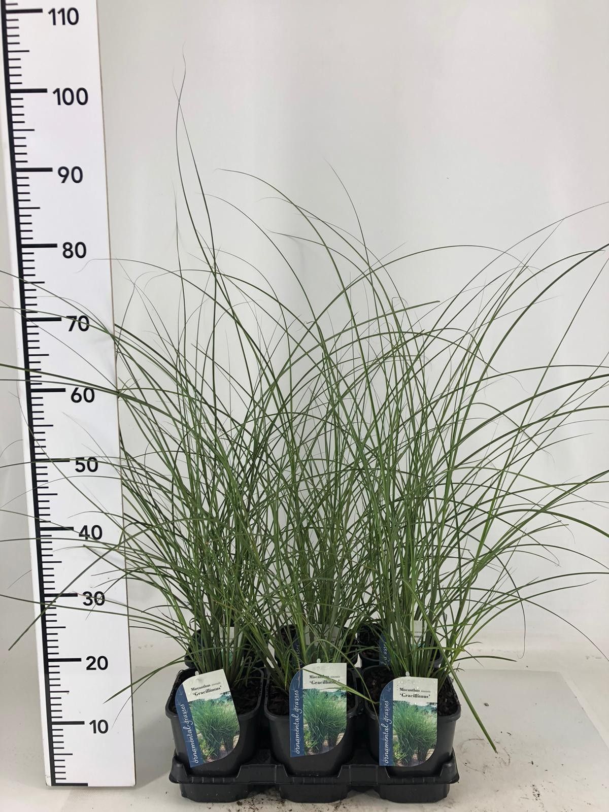 Miscanthus sin. Gracillimus 60cm 17cm Pot