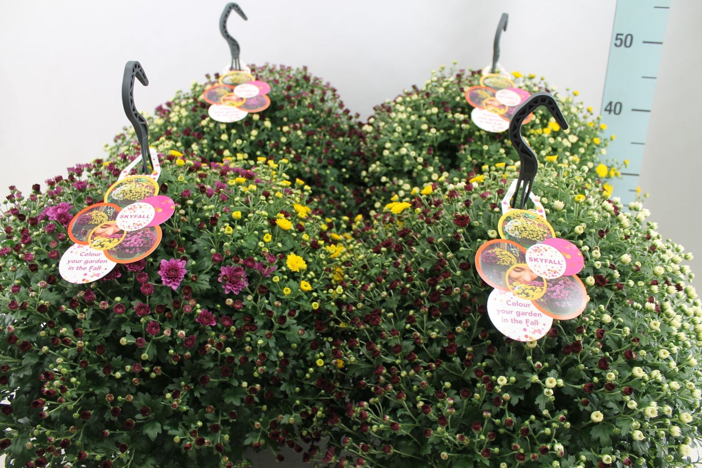 Chrysanthemum Skyfall mix 40cm 23cm Pot