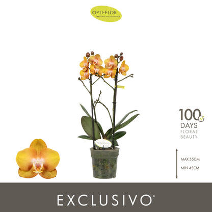 Phalaenopsis Las Vegas 45cm 12cm Pot