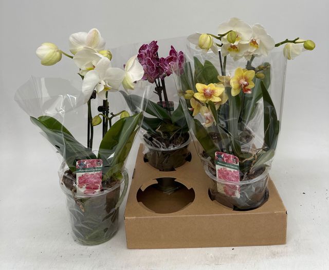 Phalaenopsis mix 27cm 12cm Pot