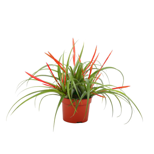 Tillandsia flabellata 30cm 12cm Pot