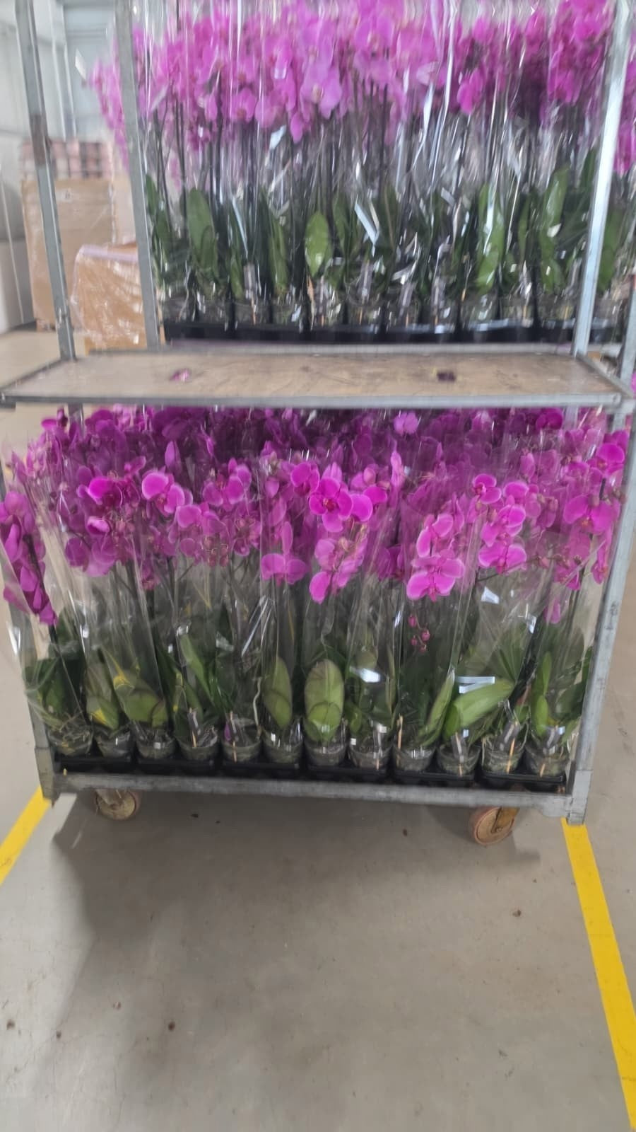 Phalaenopsis purple 85cm 12cm Pot