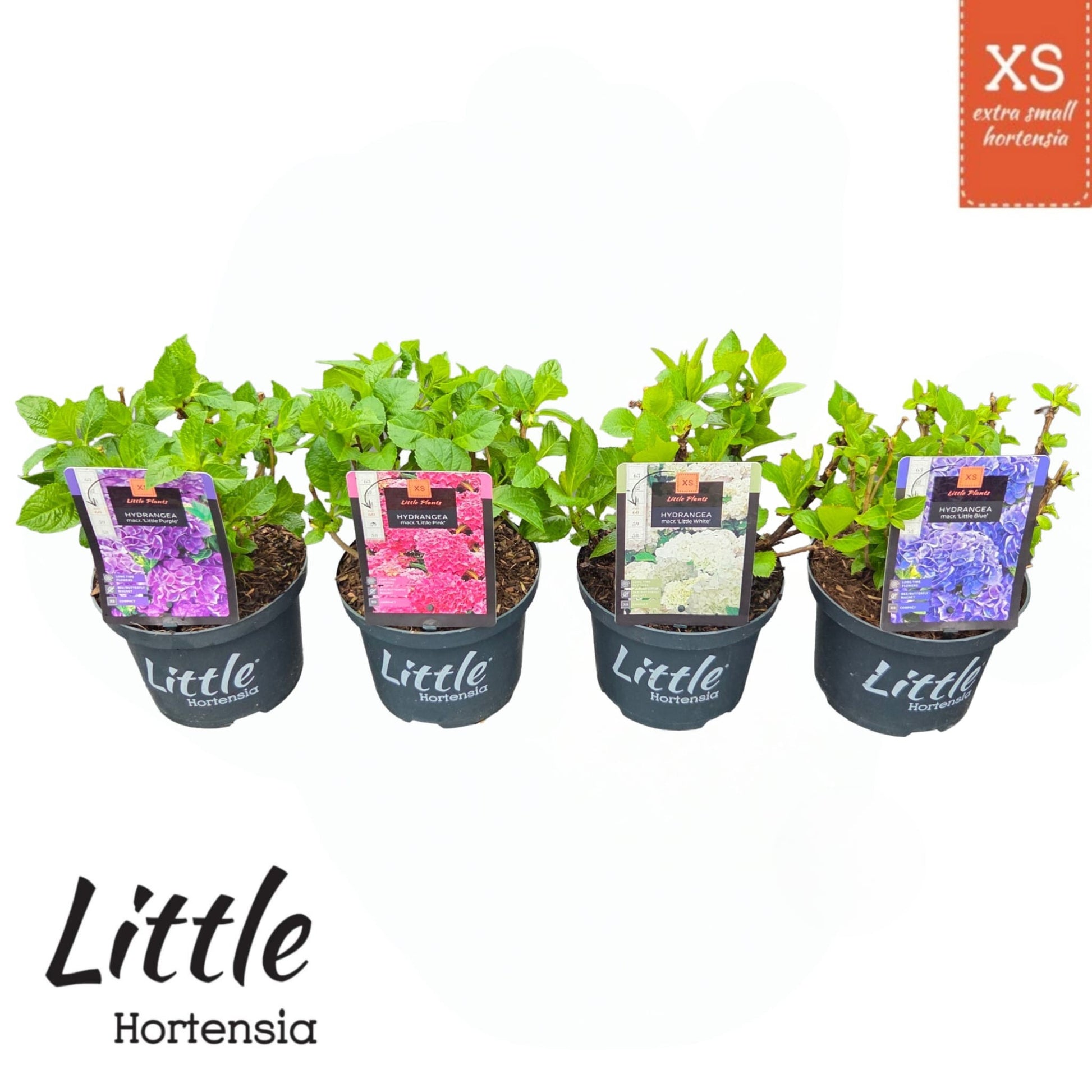 Hydrangea macr. Little Collection 30cm 17cm Pot
