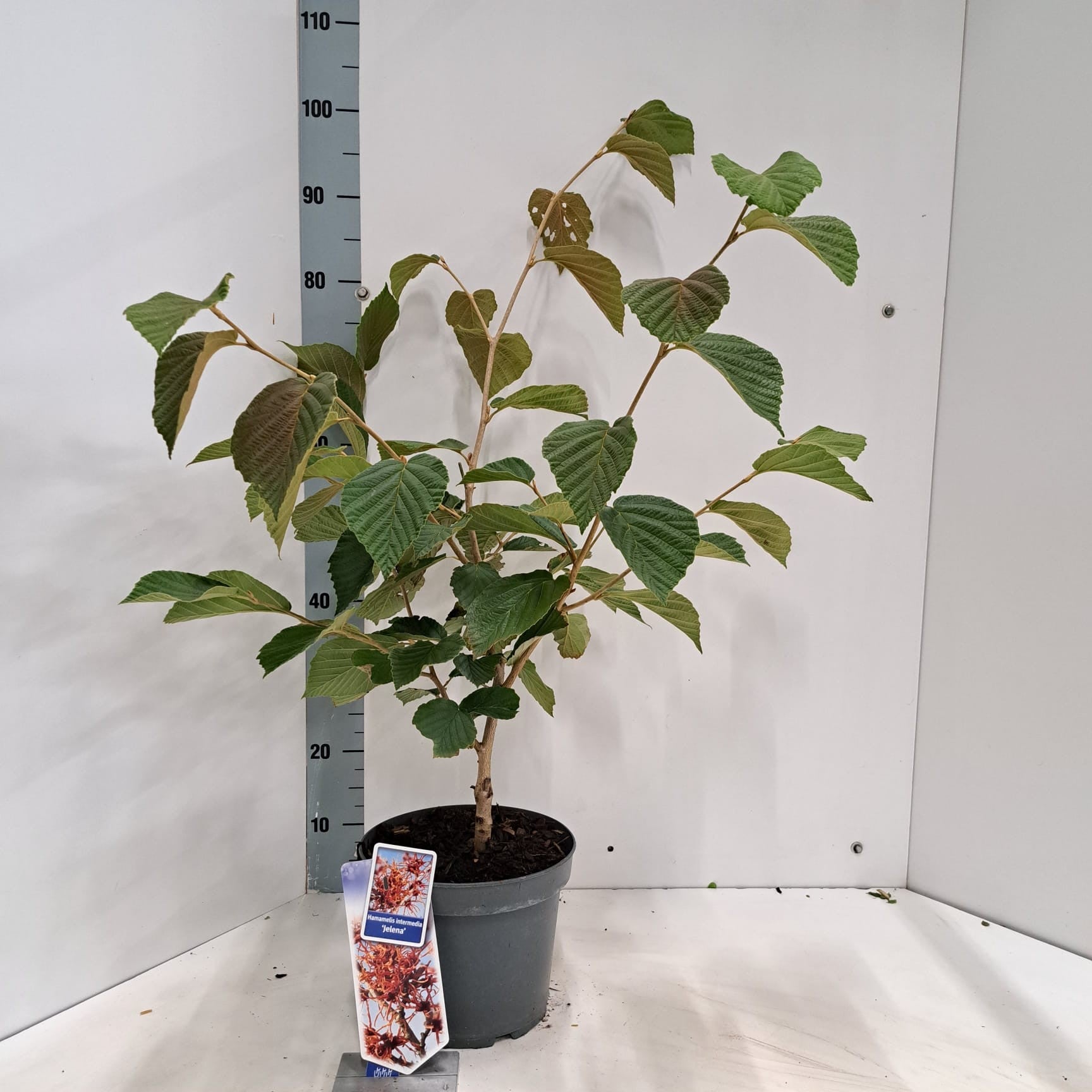 Hamamelis int. Jelena 70cm 23cm Pot