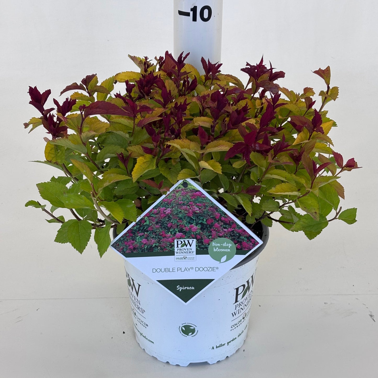Spiraea japonica Double Play Doozle 20cm 19cm Pot