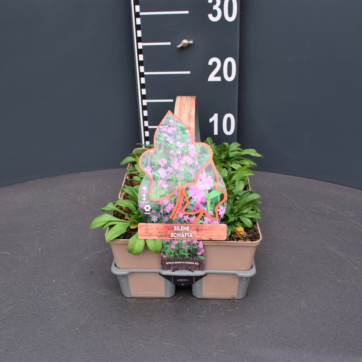 Silene schafta 6-pack 5cm 9cm Pot