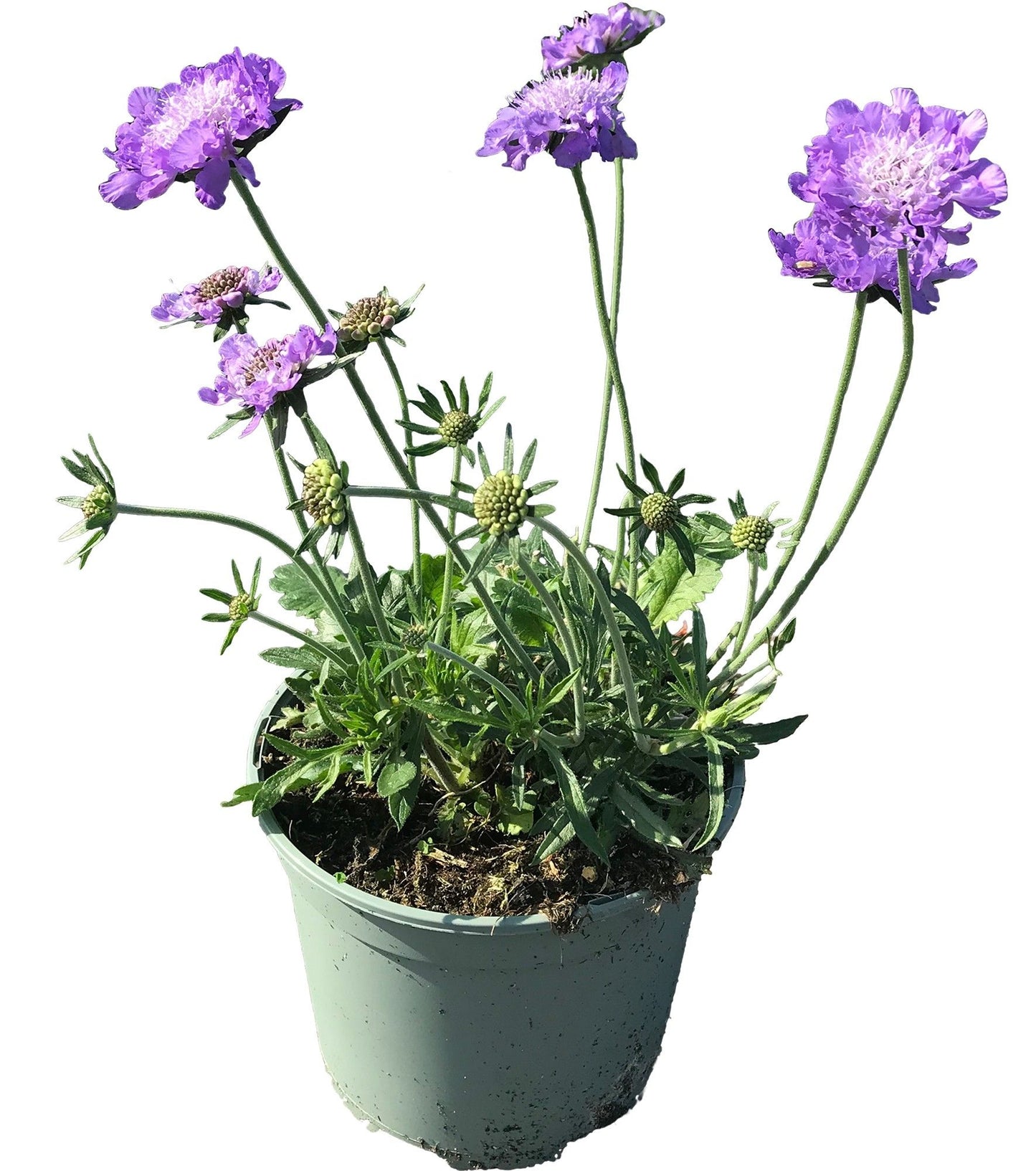 Scabiosa col. Butterfly Blue 50cm 17cm Pot