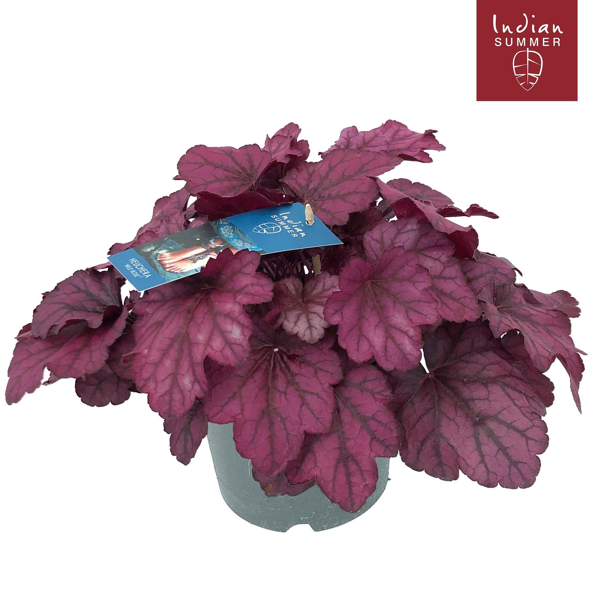 Heuchera Indian Summer pink 30cm 19cm Pot
