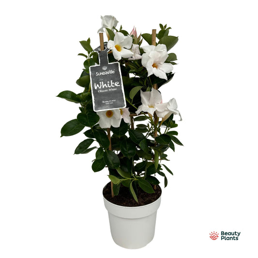Mandevilla white pyramid 55cm 17cm Pot