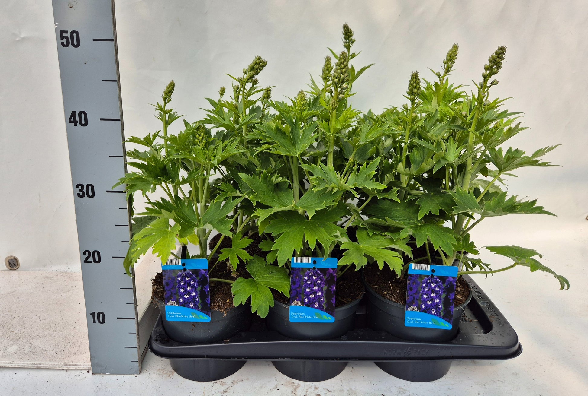 Delphinium Magic Fountains mix 60cm 17cm Pot