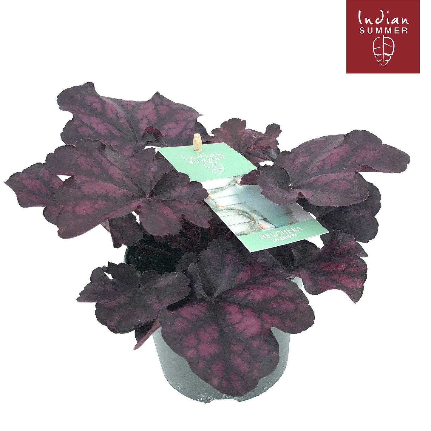 Heuchera Indian Summer purple 25cm 12cm Pot