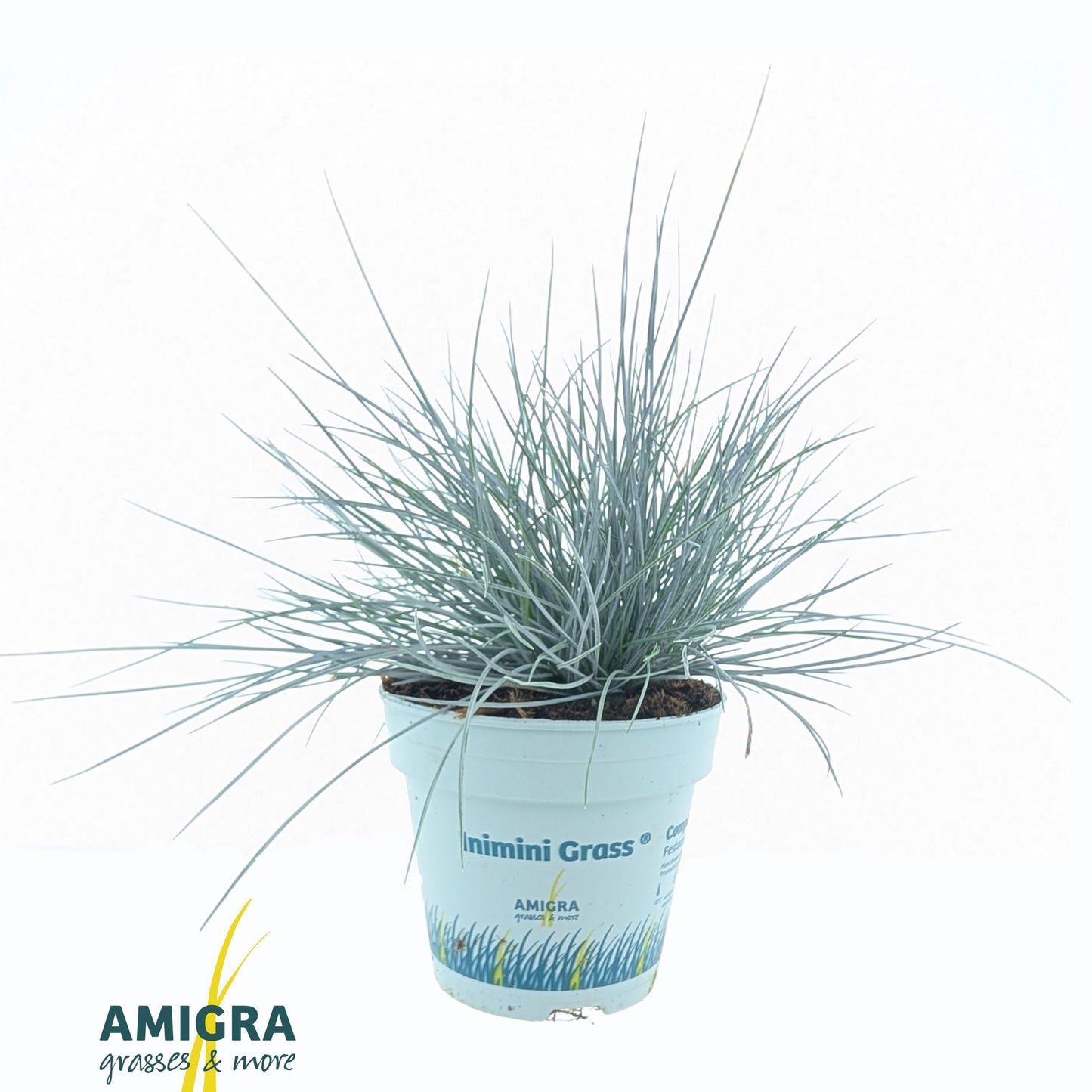 Amigra BV Festuca Compact Blue Pack of 15