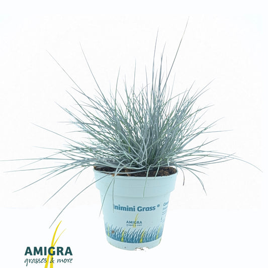 Amigra BV Festuca Compact Blue Pack of 15