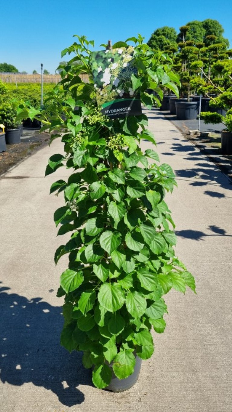 Hydrangea petiolaris 120cm 27cm Pot