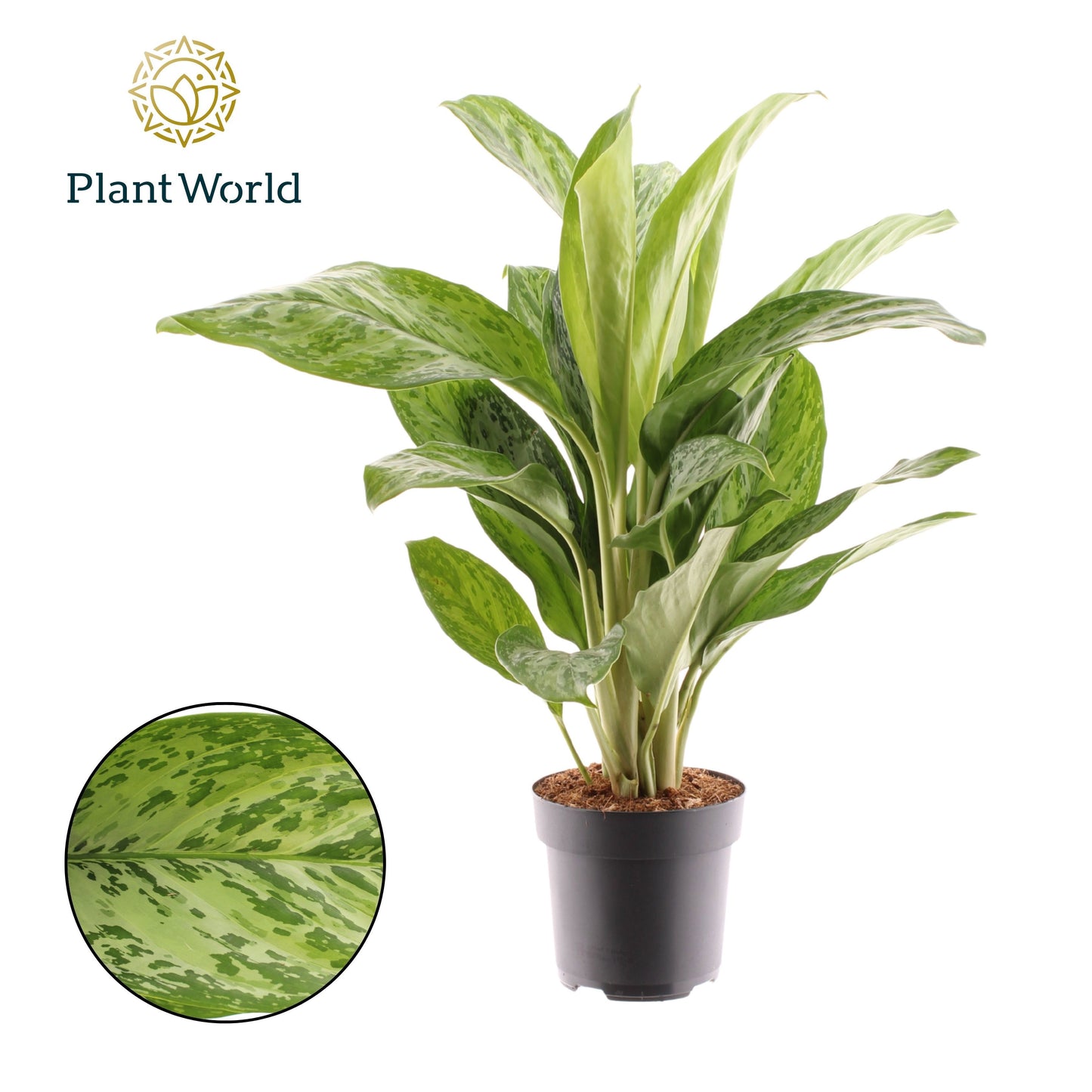 Aglaonema Greenlight 65cm 17cm Pot