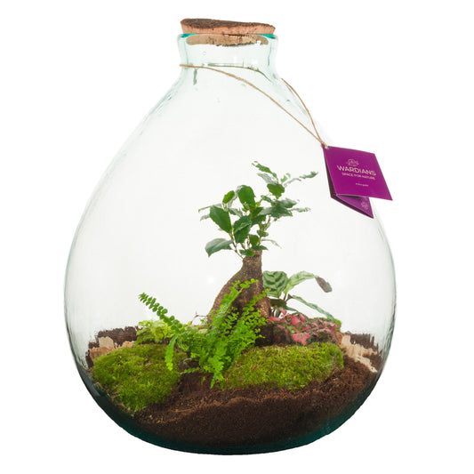 arr. Wardians Galaxy Medium 45cm 40cm Pot